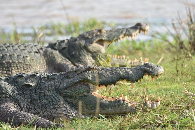 Private Tour : YALA National Park with Experienced Driver and Guide - Final Thoughts: Is This Tour Right for You?