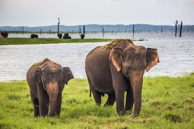 Private Tour : YALA National Park with Experienced Driver/Guide - Key Points