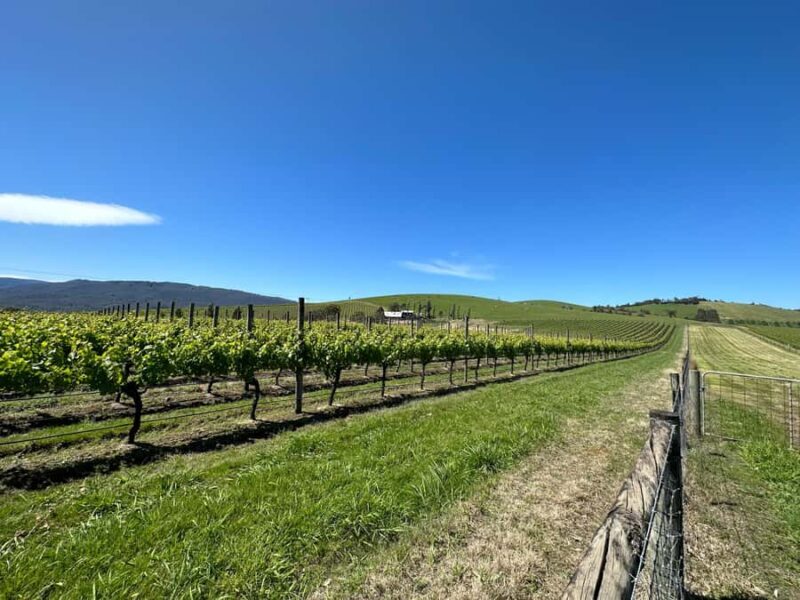 Private Tour: Yarra Valley Wine, Cheese, Gin & Chocolatrie - Discover the Yarra Valley on a Private Wine, Cheese, Gin & Chocolaterie Tour