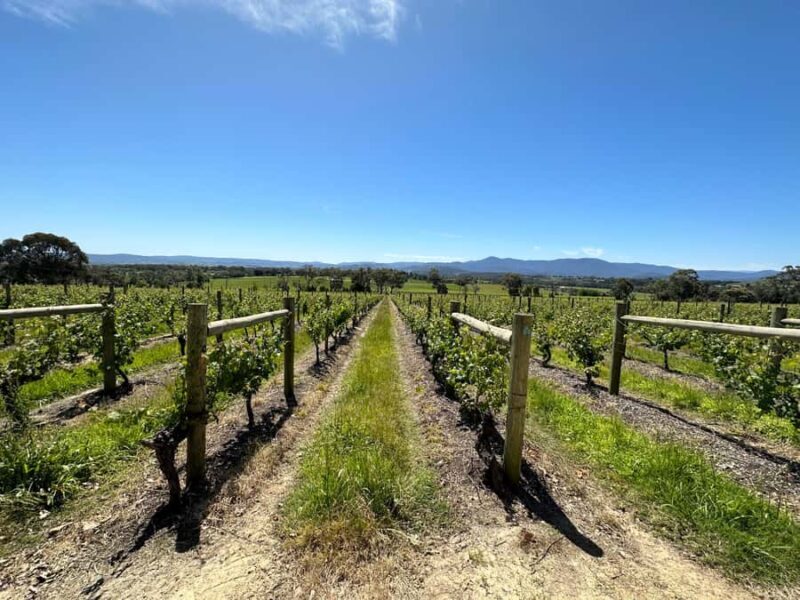Private Tour: Yarra Valley Wine, Cheese, Gin & Chocolatrie - The Sum Up