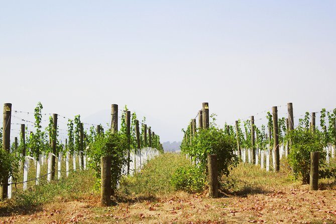Private Tour: Yarra Valley Wineries with Wine Tastings - Who Would Enjoy This Tour?