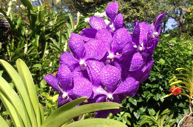 Private Tours - What to Expect from This Barbados Private Tour