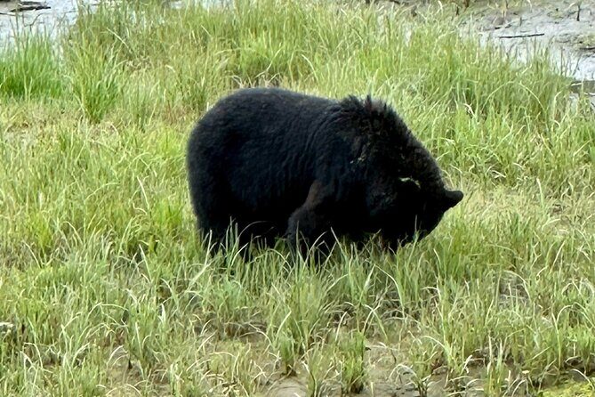 Private Tours for ease, comfort, flexibility, and relaxed pace! - Exploring Ketchikan with a Private Tour