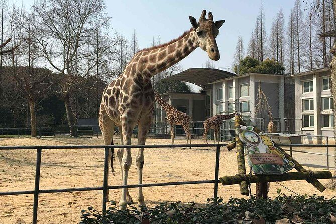 Private Transfer between Shanghai Zoo and City Hotels - FAQ