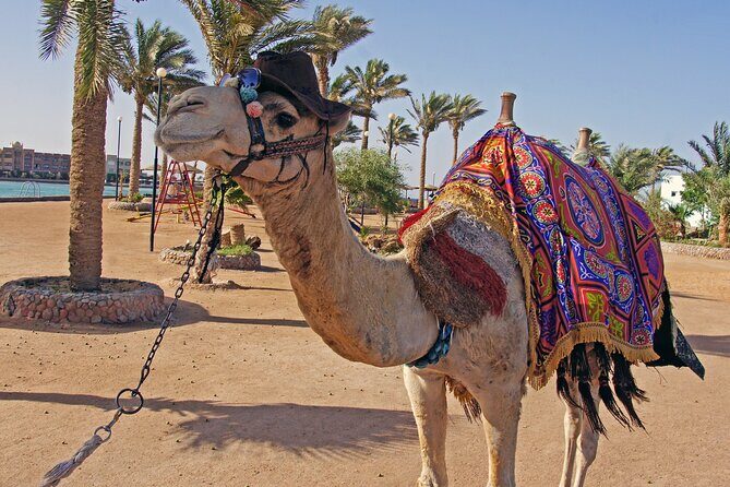 Private Transfer From Aswan to Marsa Alam or Vice Versa - Pricing and Value