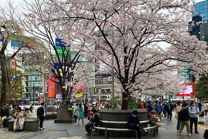 Private Transfer from Haneda Airport to Hachik City, Japan - Summary