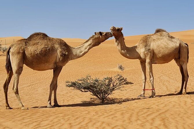 Private Transfer from Muscat to Wahiba Sand Desert by 4WD Vehicle - The Journey Begins: From Muscat to Wahiba Sands
