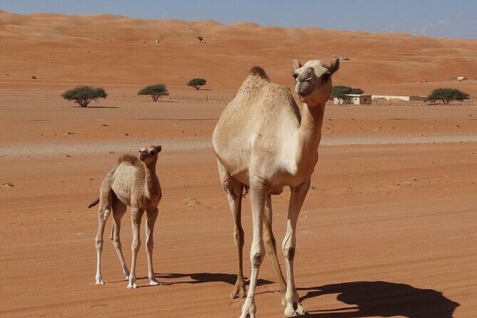Private Transfer from Muscat to Wahiba Sands Desert - Analyzing the Cost and Value