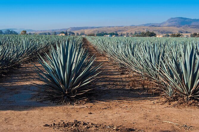 Private Transportation from Guadalajara to Puerto Vallarta - Scenery and Stops