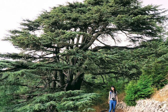 Private Trip to Beiteddine, Deir el Qamar & Maaser el Chouf Cedars - Introduction