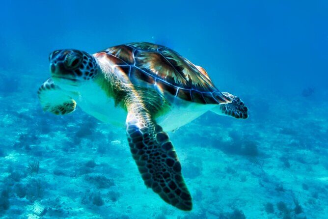 Private Tulum Mayan Ruins & Swimming with Turtles Experience - FAQ