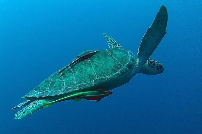 Private Tulum Ruins, Akumal Turtle Snorkel, and Cenote Tour - FAQs