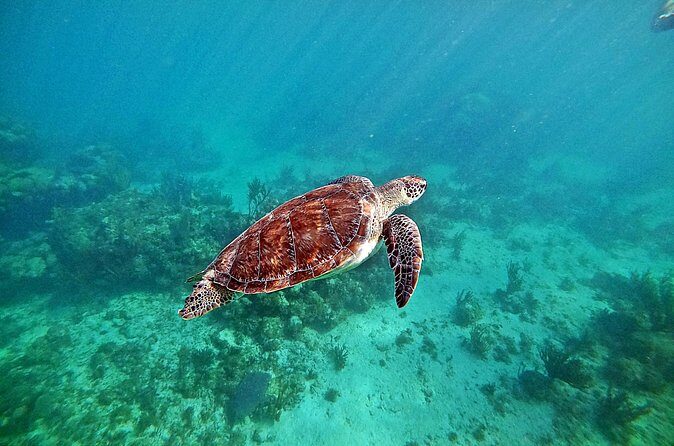 Private Tulum Ruins and Swim with Turtles - About the Provider