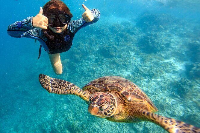 Private Turtle and Ray Tour Rarotonga - Key Points