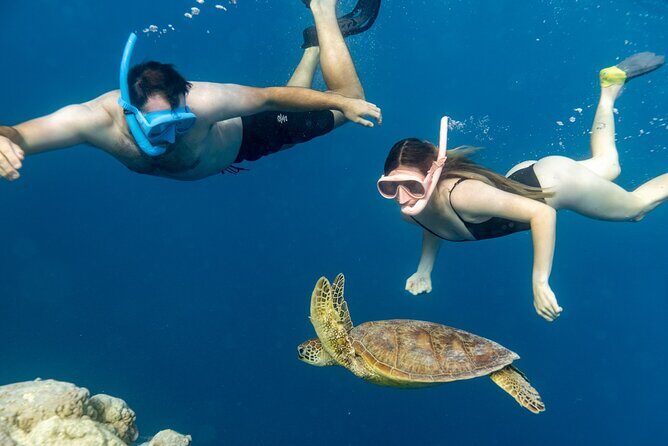 Private Turtle and Ray Tour Rarotonga - Who Is It Best For?
