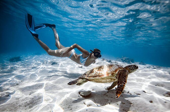 Private Turtle and Ray Tour Rarotonga - FAQ About the Private Turtle and Ray Tour Rarotonga