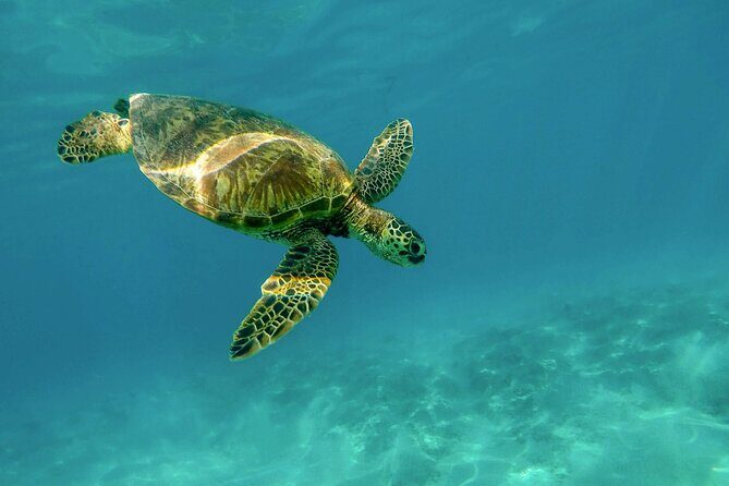Private Turtle encounter + Cenote Adventure! Express Tour - Introduction: A Unique Mix of Marine Encounters and Sacred Waters