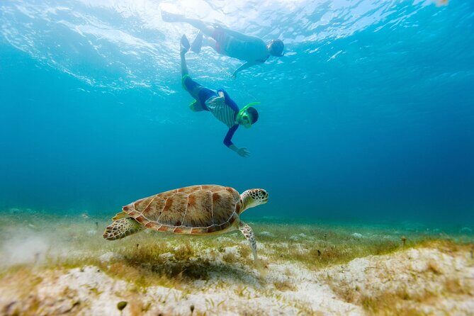 Private Turtle encounter + Cenote Adventure! Express Tour - Key Points