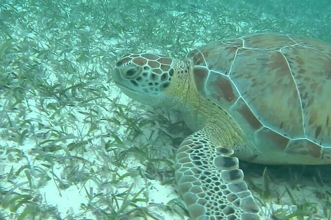 Private Turtle encounter + Cenote Adventure! Express Tour - Who Should Consider This Tour?