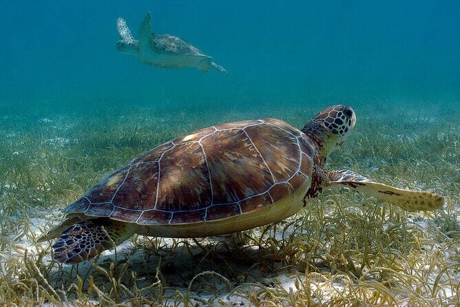 Private Turtle encounter + Cenote Adventure! Express Tour - FAQs