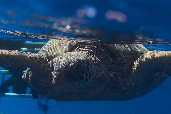 Private Turtle Snorkel & Cruise Waikiki - Starting Point and Duration