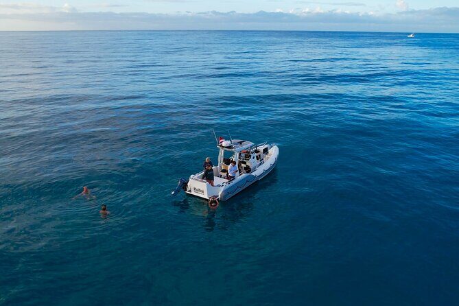 Private Turtle Snorkel & Cruise Waikiki - Wildlife and Marine Encounters