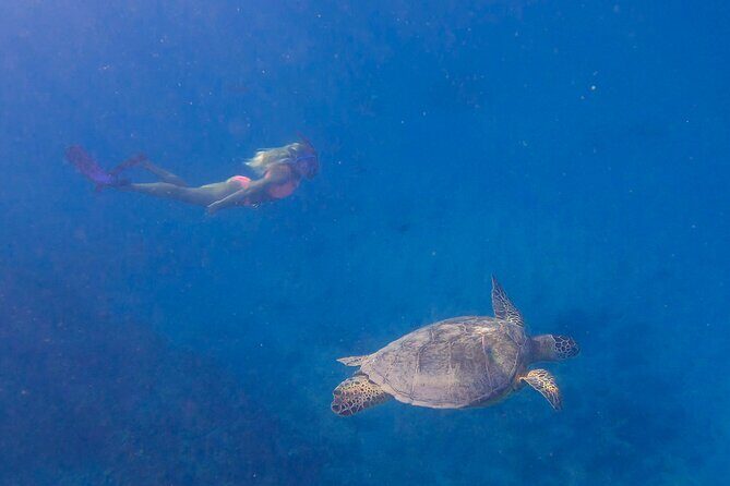 Private Turtle Snorkel & Cruise Waikiki - Cost and Value Analysis