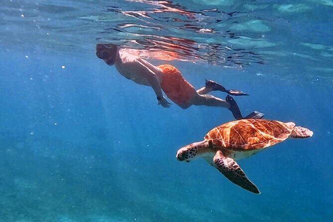Private Turtle Spotting Snorkeling Excursion in Aruba - The Itinerary in Detail