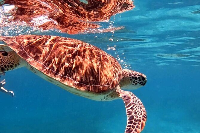 Private Turtle Spotting Snorkeling Excursion in Aruba - Frequently Asked Questions