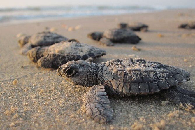 Private Turtle Watching Experience - A Detailed Look at the Turtle Watching Tour