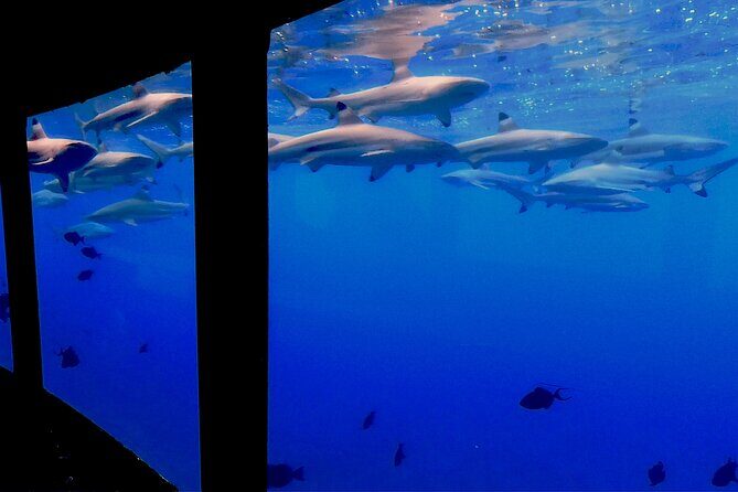 Private Underwater Excursion in the Bora Bora Lagoon - Price and Value Consideration