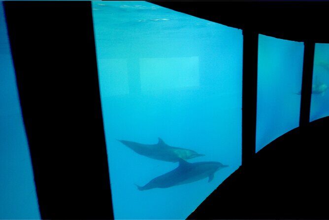 Private Underwater Excursion in the Bora Bora Lagoon - Who Is This Tour Best For?