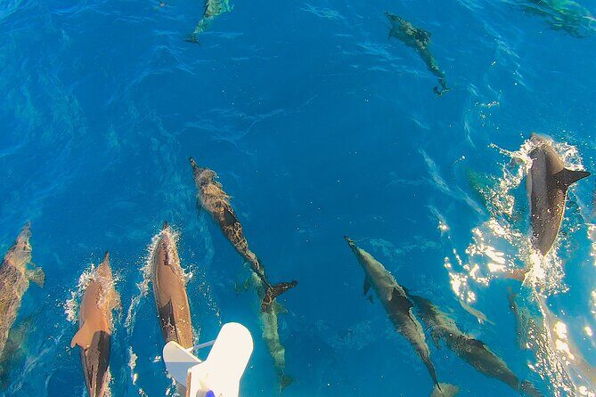 Private Underwater Excursion in the Bora Bora Lagoon - Practical Tips for Travelers