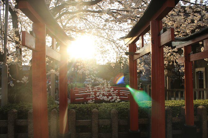Private & Unique Kyoto Cherry Blossom "Sakura" Experience - Who’s This Tour Best For?