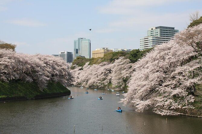 Private & Unique Tokyo Cherry Blossom "Sakura" Experience - What Does the Tour Include, and What Are Its Limitations?