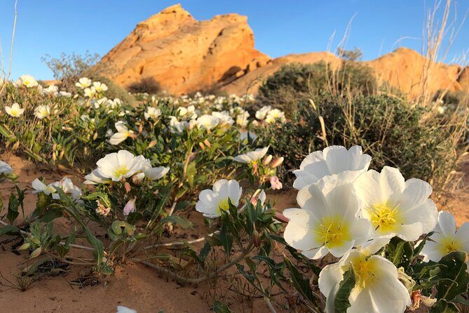 Private Valley of Fire Hiking and Sightseeing Adventure - The Sum Up