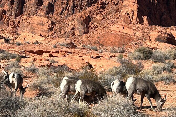 Private Valley Of Fire Tour from Las Vegas - The Sum Up