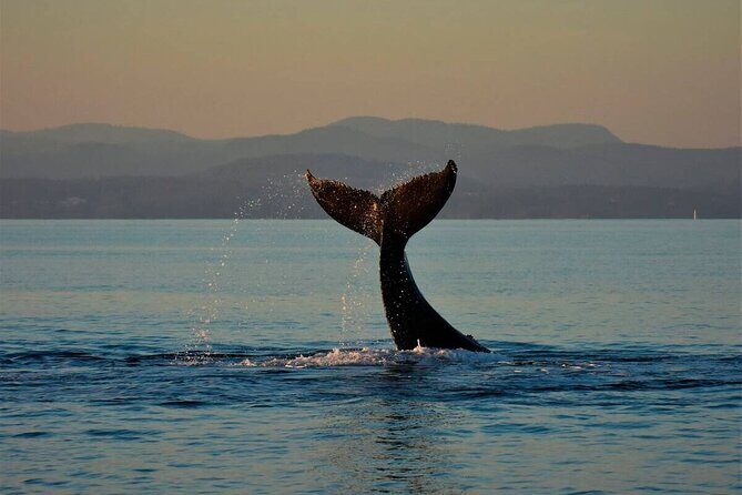Private Victoria Full Day Tour from Vancouver - Authentic Insights from Travelers