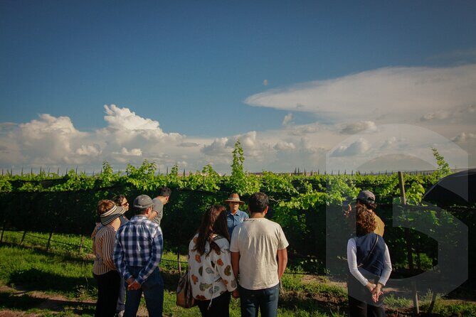 Private Vineyard and Wine Testing Tour From Guanajuato - The Sum Up