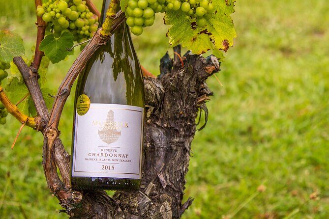 Private Vineyard Bush Walk Tour in Waiheke Island - The Guided Experience