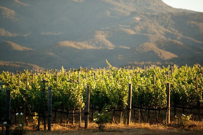 Private Vineyard Tour and Wine Tasting - The Scenic Setting and Atmosphere