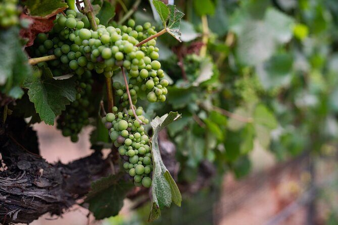 Private Vineyard Tour and Wine Tasting - Who Should Consider This Tour?