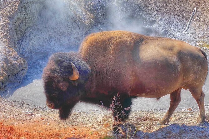 Private VIP Boutique Yellowstone Day Tour from Gardiner MT - Key Points