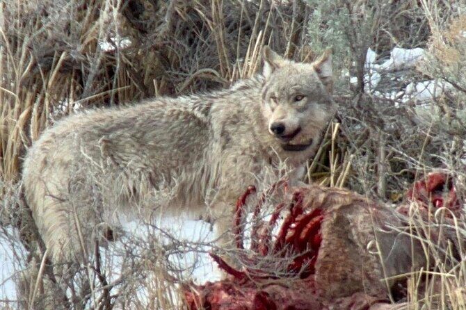 Private/VIP Wildlife Winter Safari of Yellowstone - Key Points