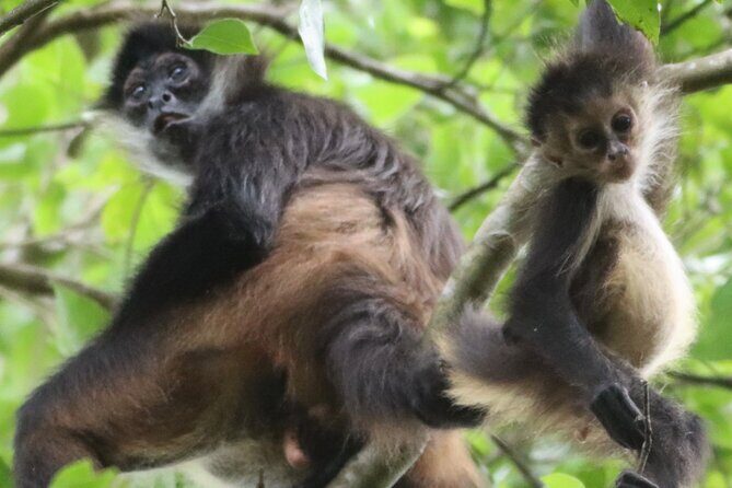 Private VW Beetle Tour to See Mexican Birds, Turtles & Monkeys - Discover Mexican Wildlife with a Private VW Beetle Tour Near Cancun
