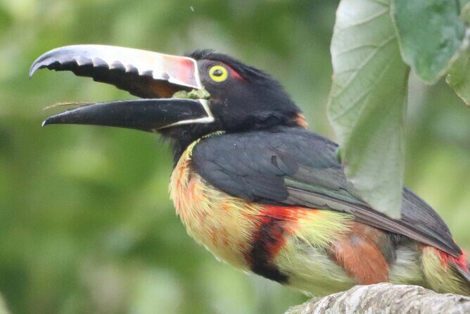 Private VW Beetle Tour to See Mexican Birds, Turtles & Monkeys - The Itinerary in Detail