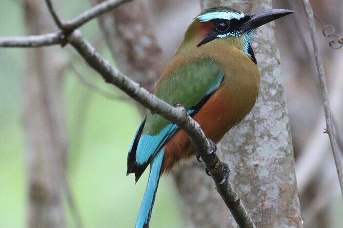 Private VW Beetle Tour to See Mexican Birds, Turtles & Monkeys - Transportation and Logistics