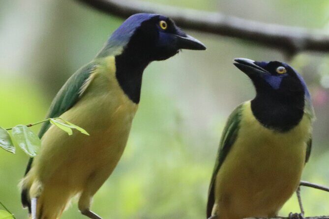 Private VW Beetle Tour to See Mexican Birds, Turtles & Monkeys - Authenticity and Guide Expertise