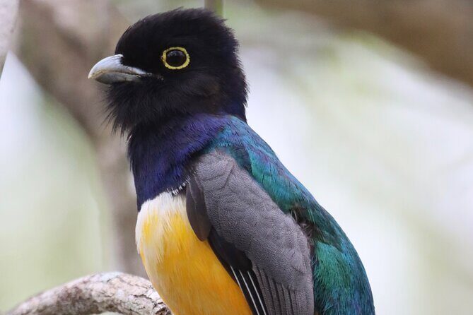 Private VW Beetle Tour to See Mexican Birds, Turtles & Monkeys - The Value of This Tour