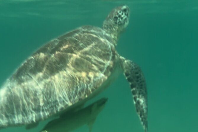 Private VW Beetle Tour to See Mexican Birds, Turtles & Monkeys - Who Should Consider This Tour?